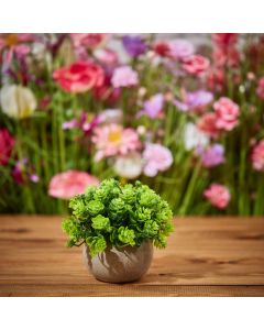 FAUX HEBE SHRUB PLANT IN POT+